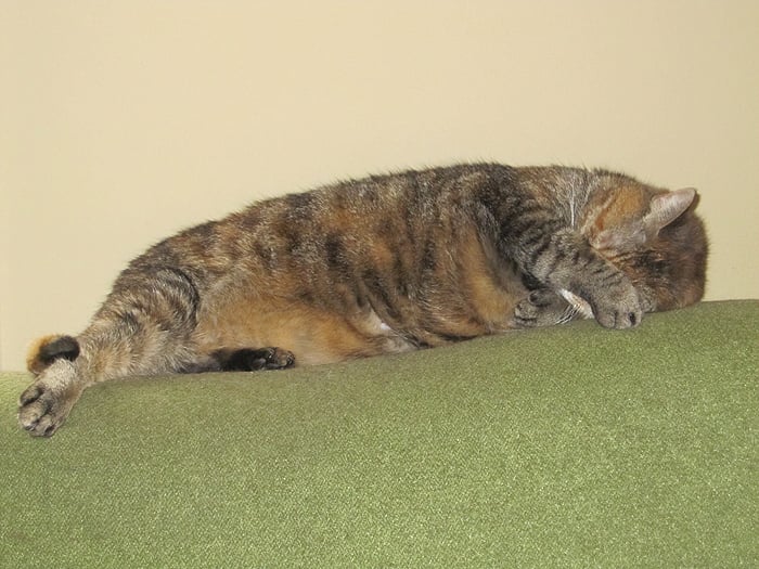 Terry Richardson came over, got naked, and took pictures of my cat.