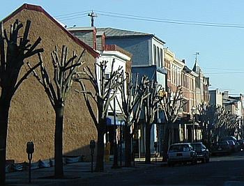 Oddly cut trees near Trenton, NJ.