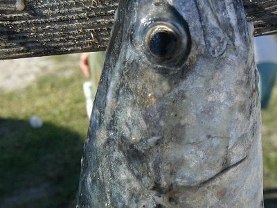 A vanquished kingfish which hangs upon a hook.