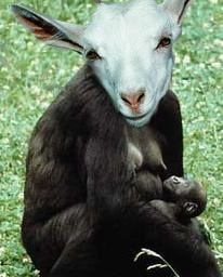 Kiki, the goatrilla.