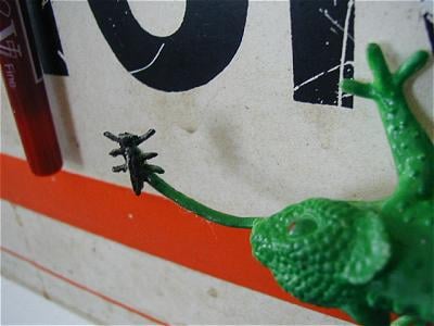 A lizard eats a fly, eternally, in plastic.