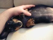 The left inside of Minnie.