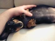 The left inside of Minnie.