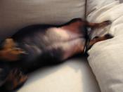 The right inside of Minnie.