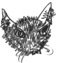 Sketch of Rockstar the cat by Paul Ford.