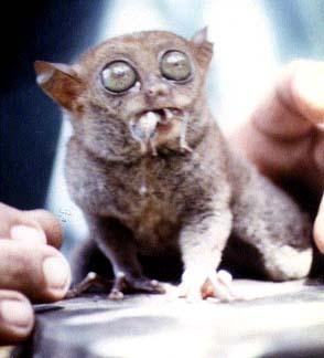 A remarkable creature.