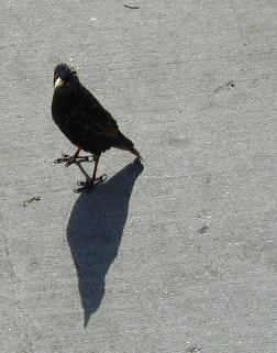 A dark bird and its shadow.