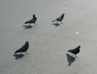 4 birds on a walk.