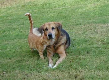 Peace and nuzzling in the Middle East.