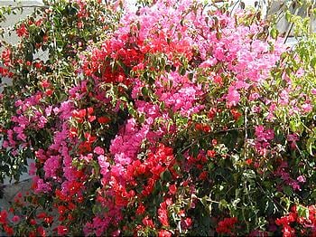 Flowers in the parking lot.