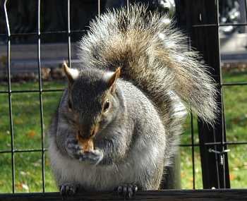 A chubby squirrel.