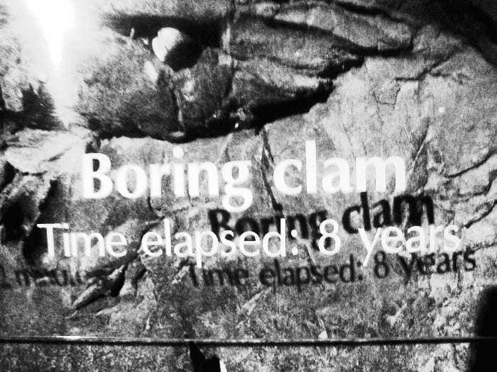 I am the boring clam