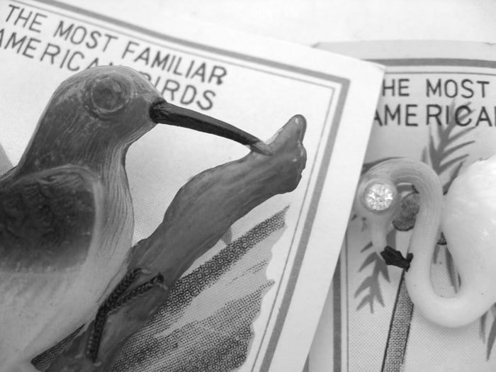 Familiar American Birds