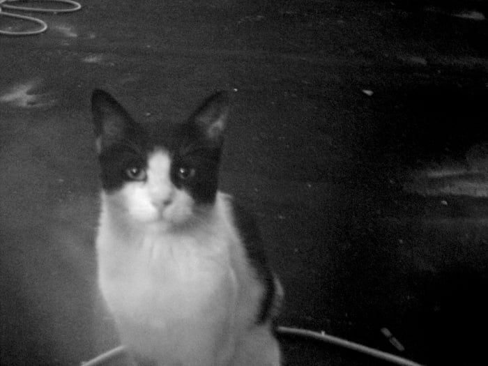 Sometimes this cat comes to the window.