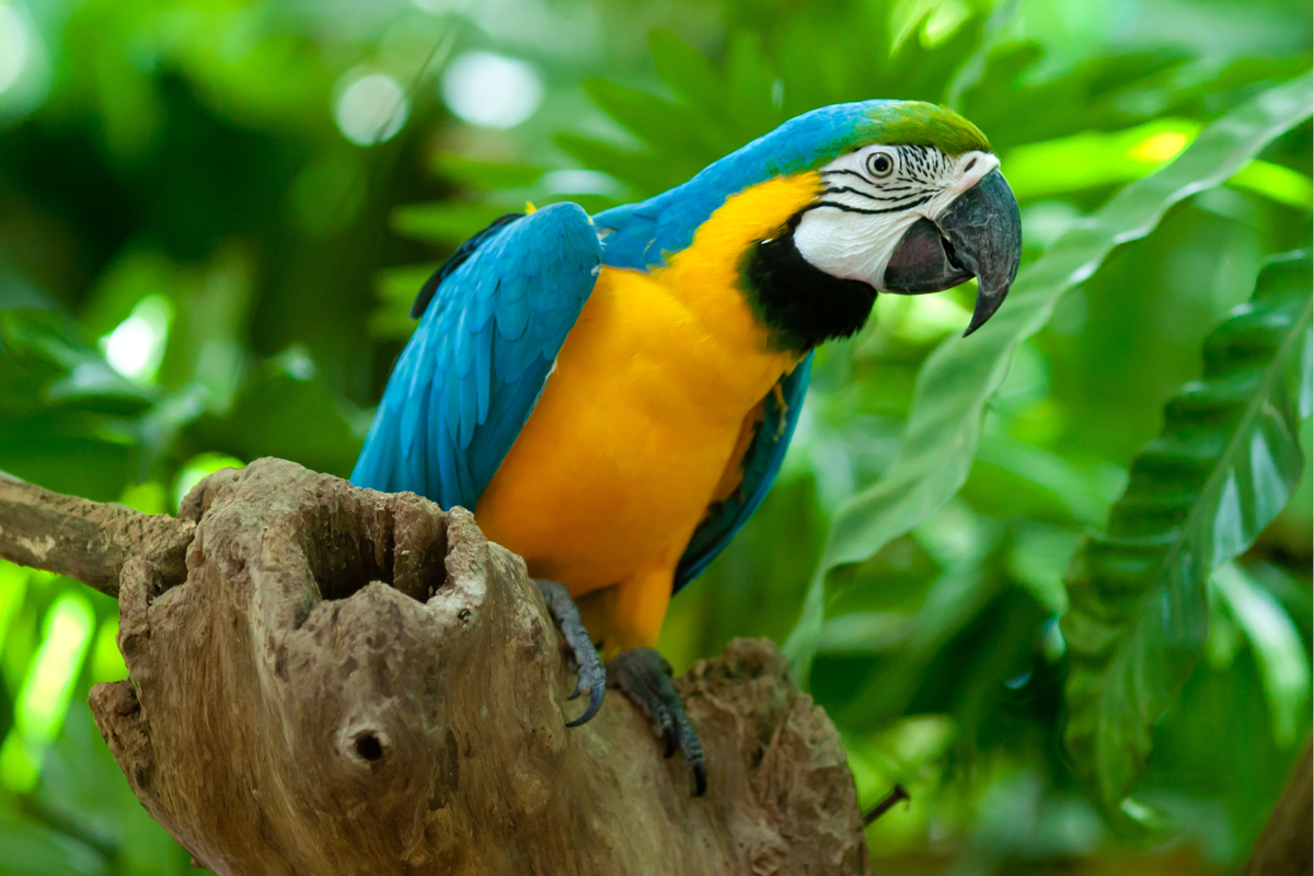 Photograph of a classic blue and yellow parrot against green leaves.