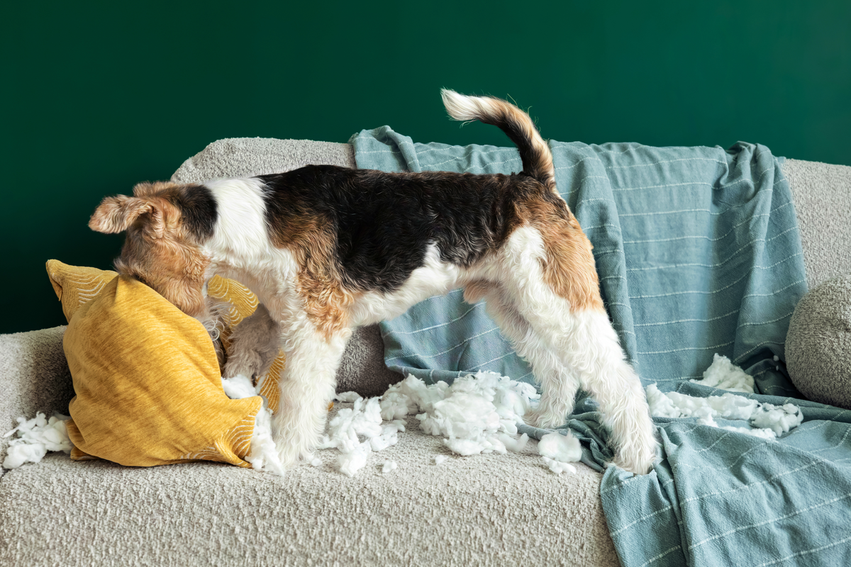 Image of a dog tearing apart a yellow pillow on a sofa.