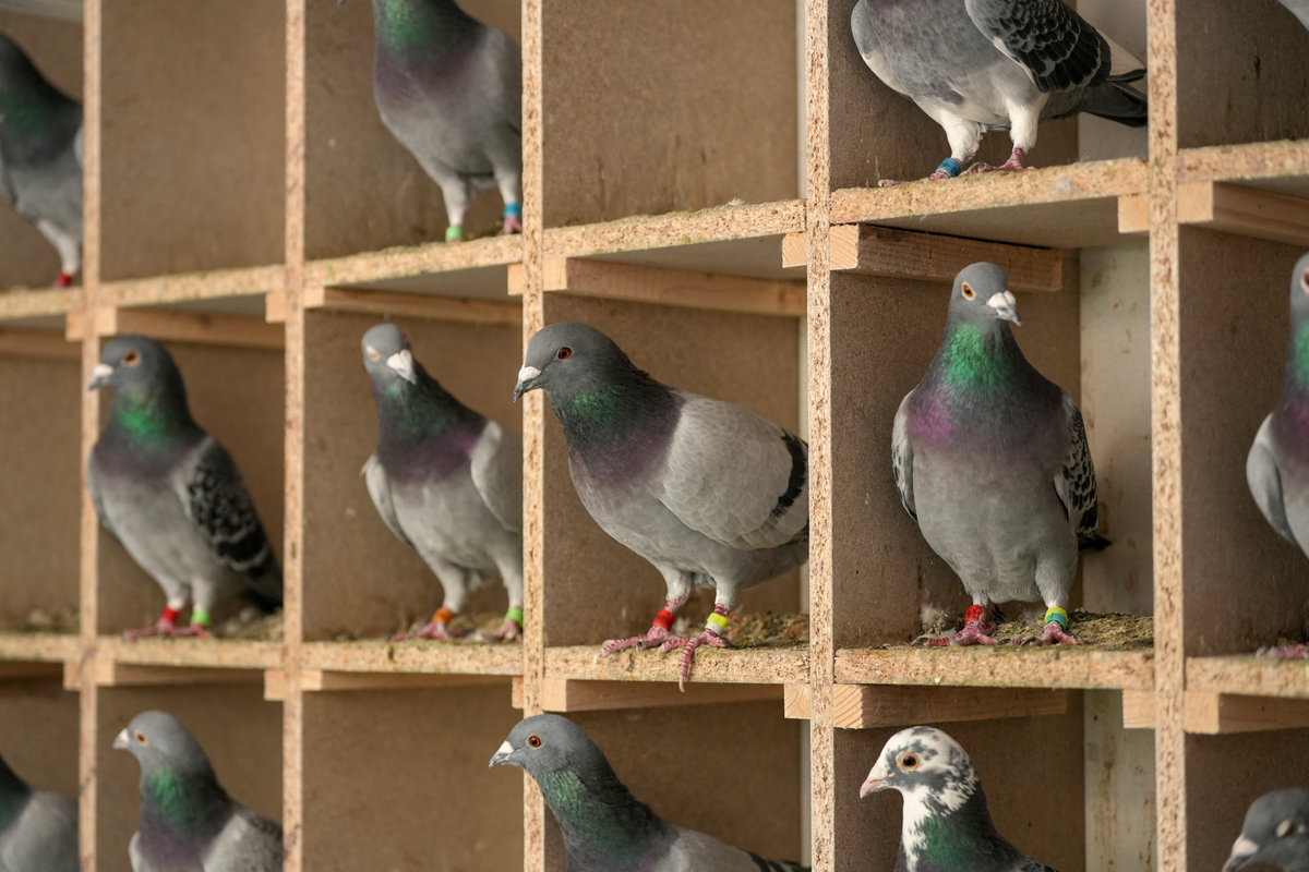 Image of rows of pigeons in a coop.