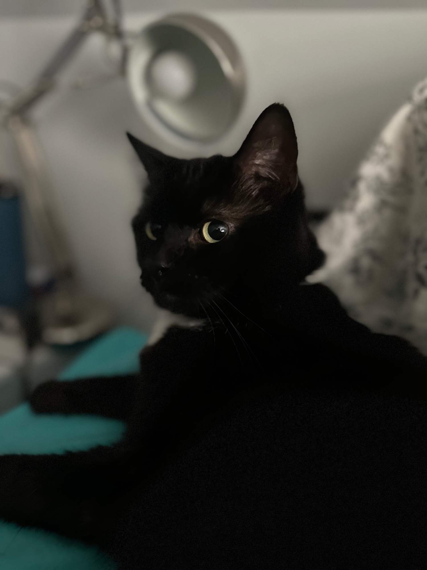A mostly-black tuxedo cat named Moonlight, sitting on a bed, looking off into the middle distance to the left of the photographer. The light catches one green-yellow eye, and the bokeh from the iOS "portrait mode" gives the whole thing a nice John Singer Sargent vibe, catwise.