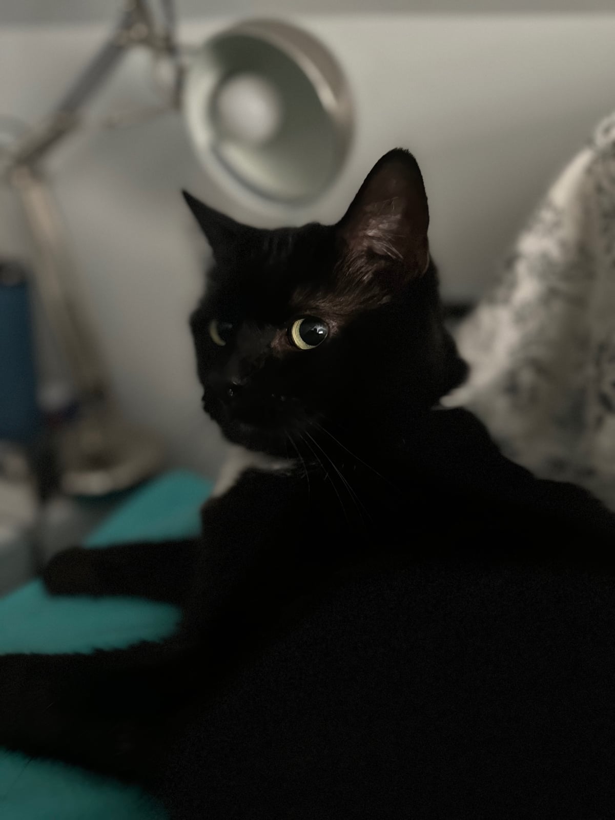 A mostly-black tuxedo cat named Moonlight, sitting on a bed, looking off into the middle distance to the left of the photographer. The light catches one green-yellow eye, and the bokeh from the iOS "portrait mode" gives the whole thing a nice John Singer Sargent vibe, catwise.