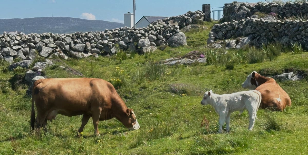 A pastoral scene. Two brown cows and a white calf against a verdant green grass, enclosed in a low gray stone wall, with a white home and black fence in the background and low mountains beyond, and a mostly cloudless blue sky.