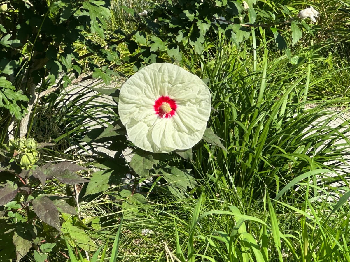 An enormous circular white flower like 8 inch radius with a red dot in the middle along with the stamen or whatever that yellow thing is that bees adore. Big bushy grasses behind.