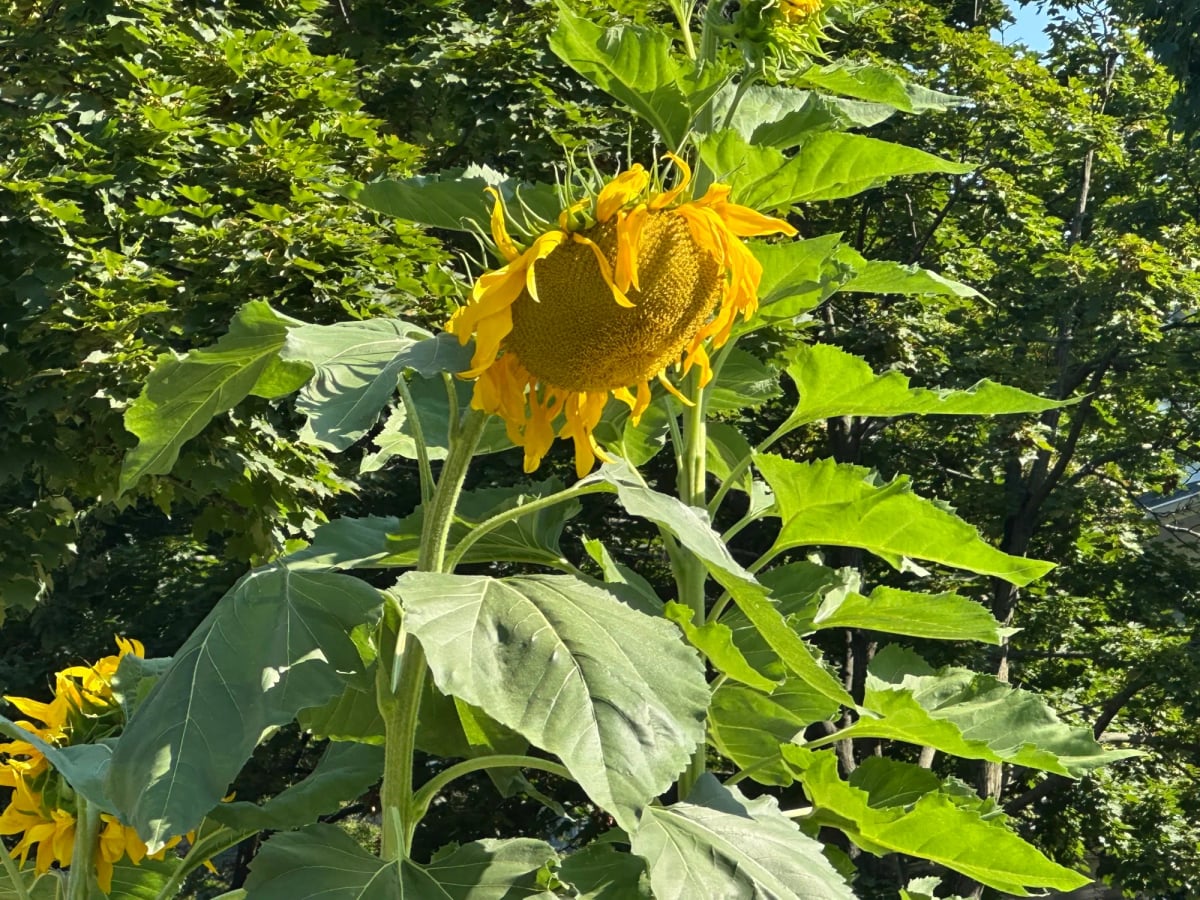 One huge ass sunflower like nine feet tall. Petals drooping off a giant round base. Yellow everywhere.