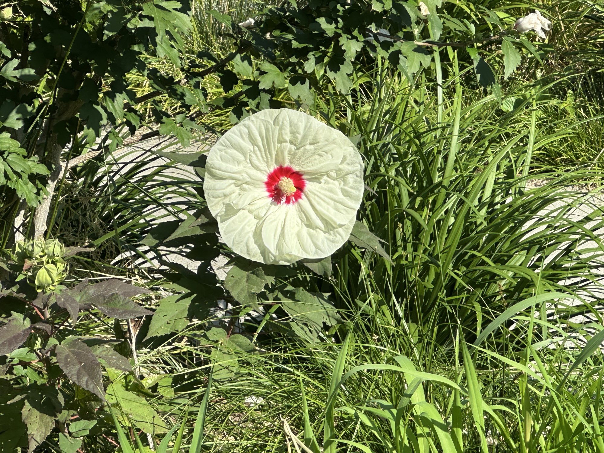 An enormous circular white flower like 8 inch radius with a red dot in the middle along with the stamen or whatever that yellow thing is that bees adore. Big bushy grasses behind.