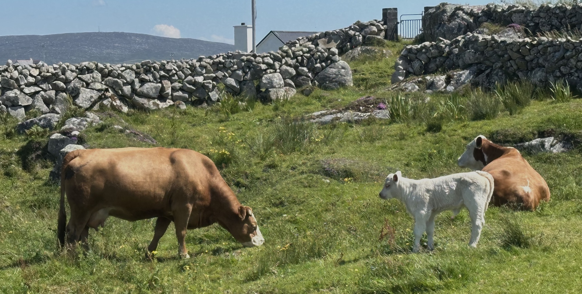 A pastoral scene. Two brown cows and a white calf against a verdant green grass, enclosed in a low gray stone wall, with a white home and black fence in the background and low mountains beyond, and a mostly cloudless blue sky.