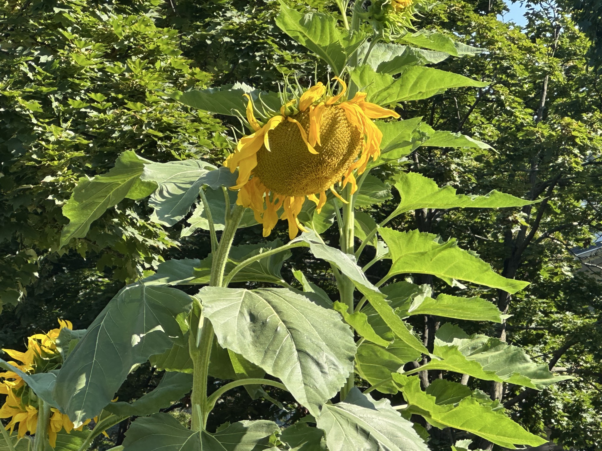 One huge ass sunflower like nine feet tall. Petals drooping off a giant round base. Yellow everywhere.
