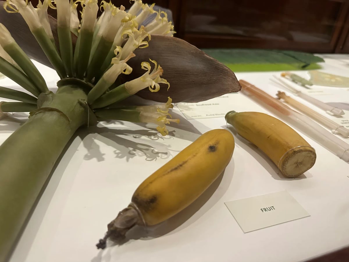 Glass bananas and a bit of a banana tree. All glass. Slightly bruised. It’s bananas.